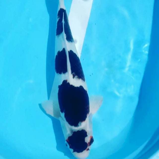 Jantan poool