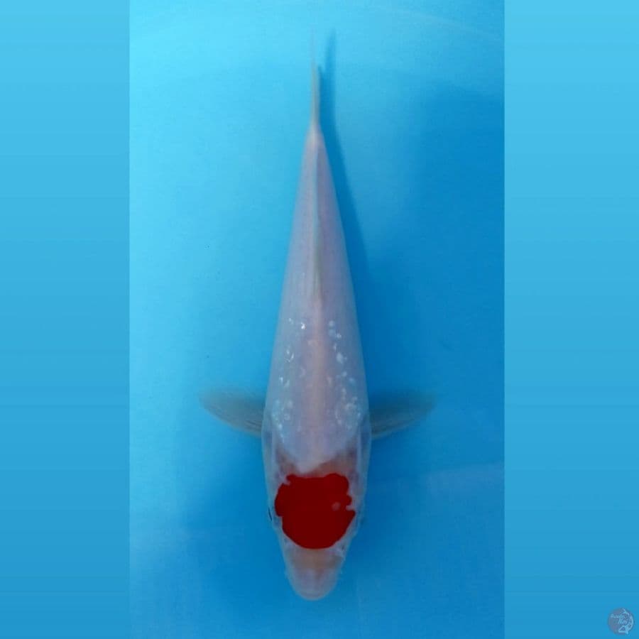 tancho, 24 cm