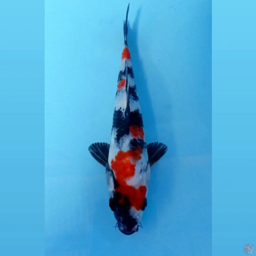 showa, 20 cm