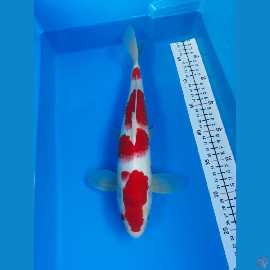 kohaku M 34