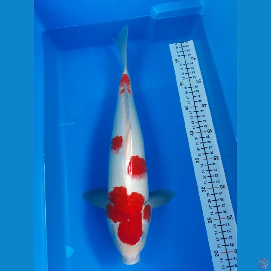 kohaku M 38