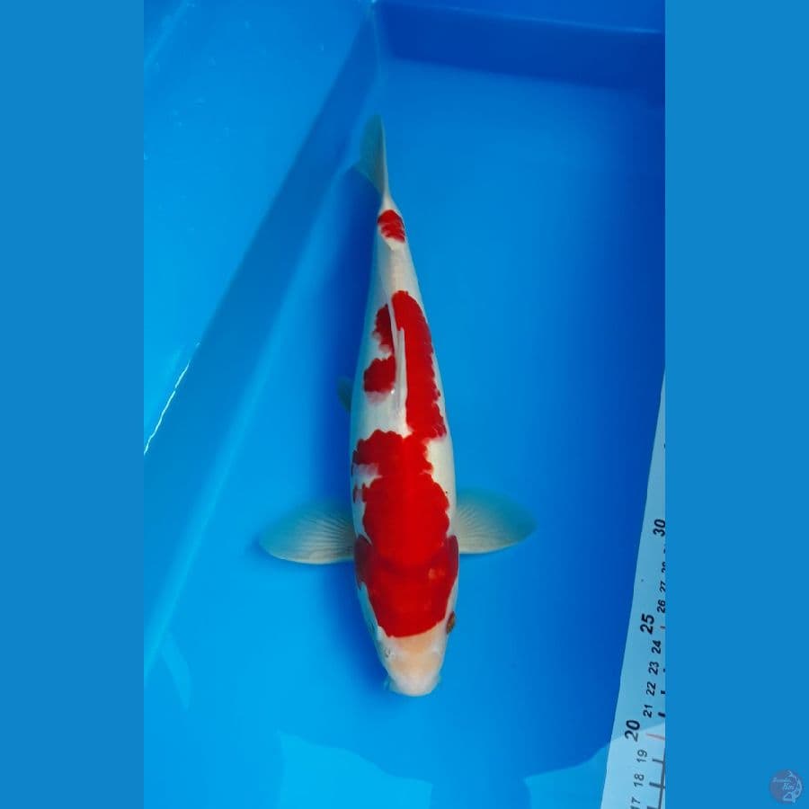 kohaku M 33