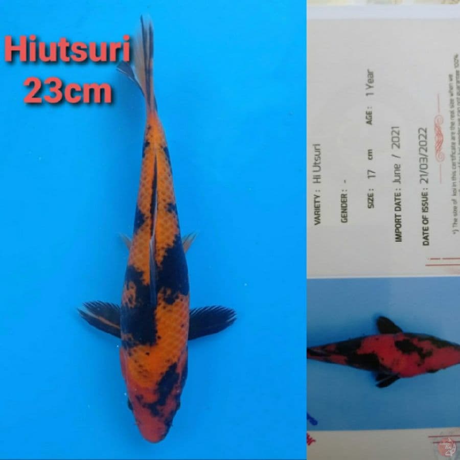 GENJIRO HIUTSURI 23CM