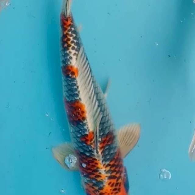 Kujaku mengkilat 42 cm