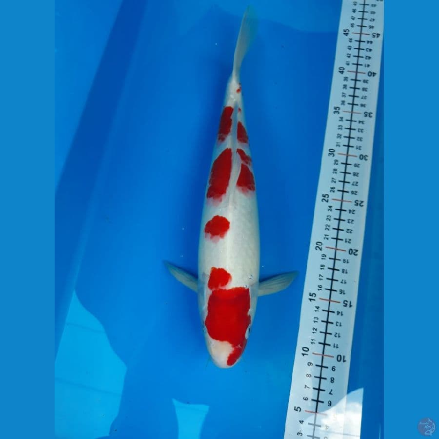 kohaku m 35