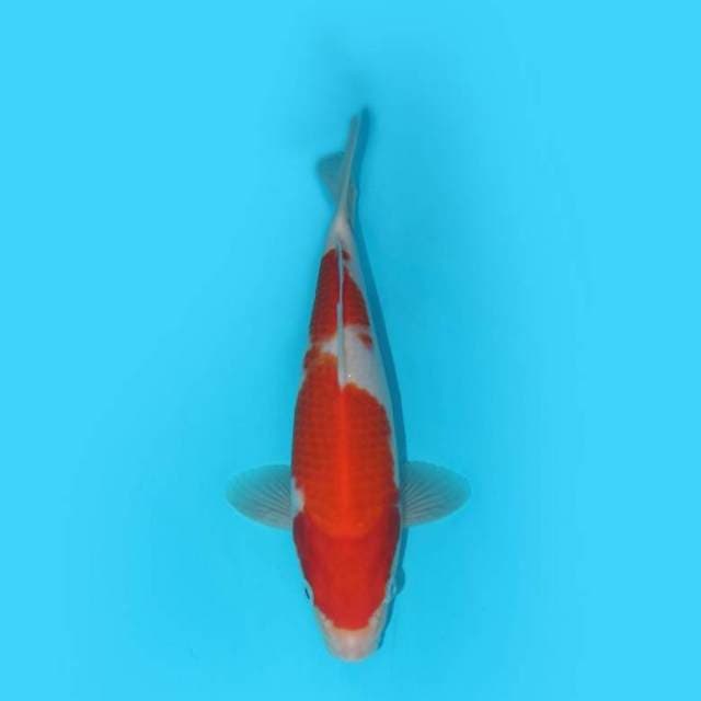 YG_KOHAKU F1_24 CM