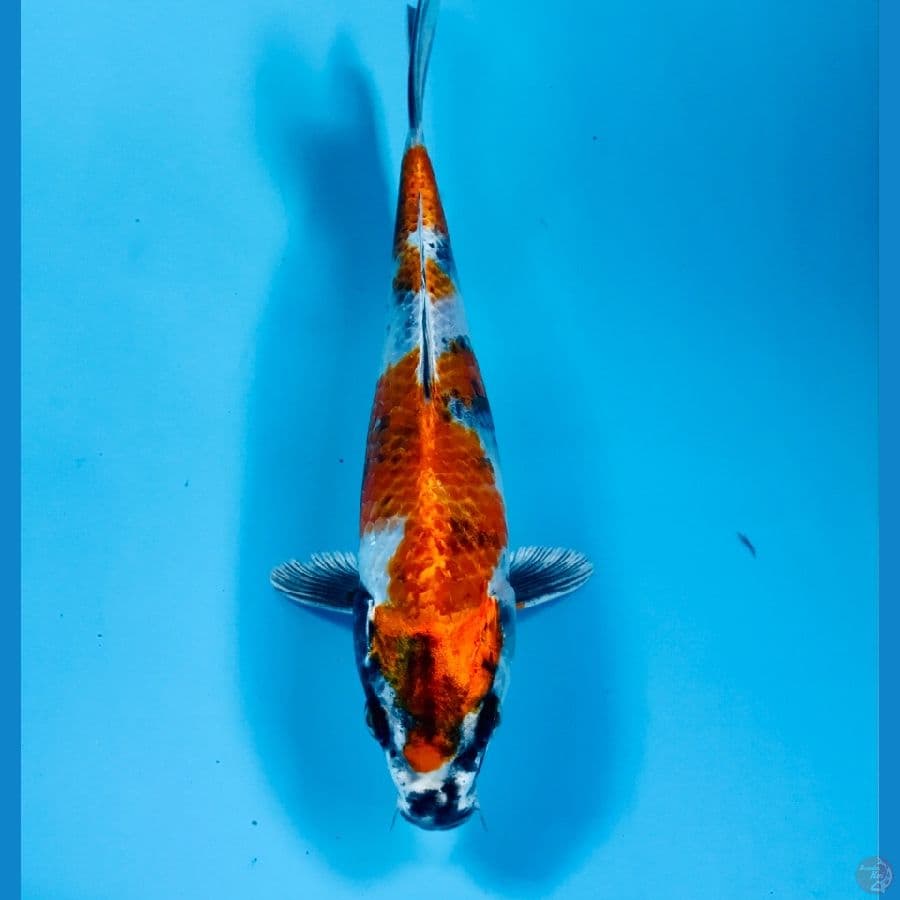 showa hikari 20 cm