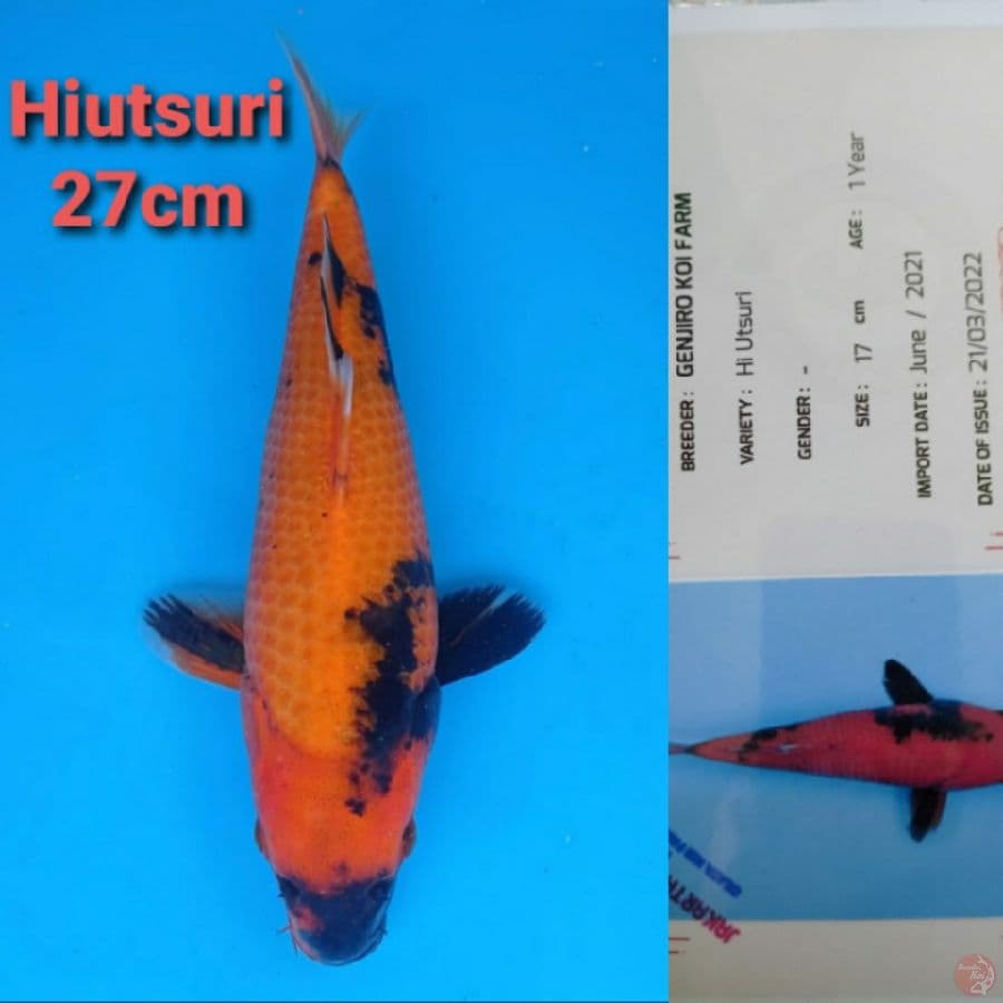 GENJIRO HIUTSURI 27CM