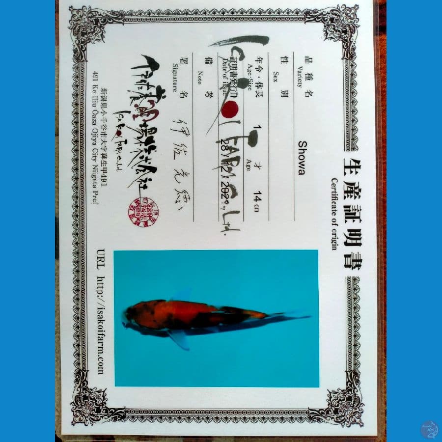 Showa Import 16cm