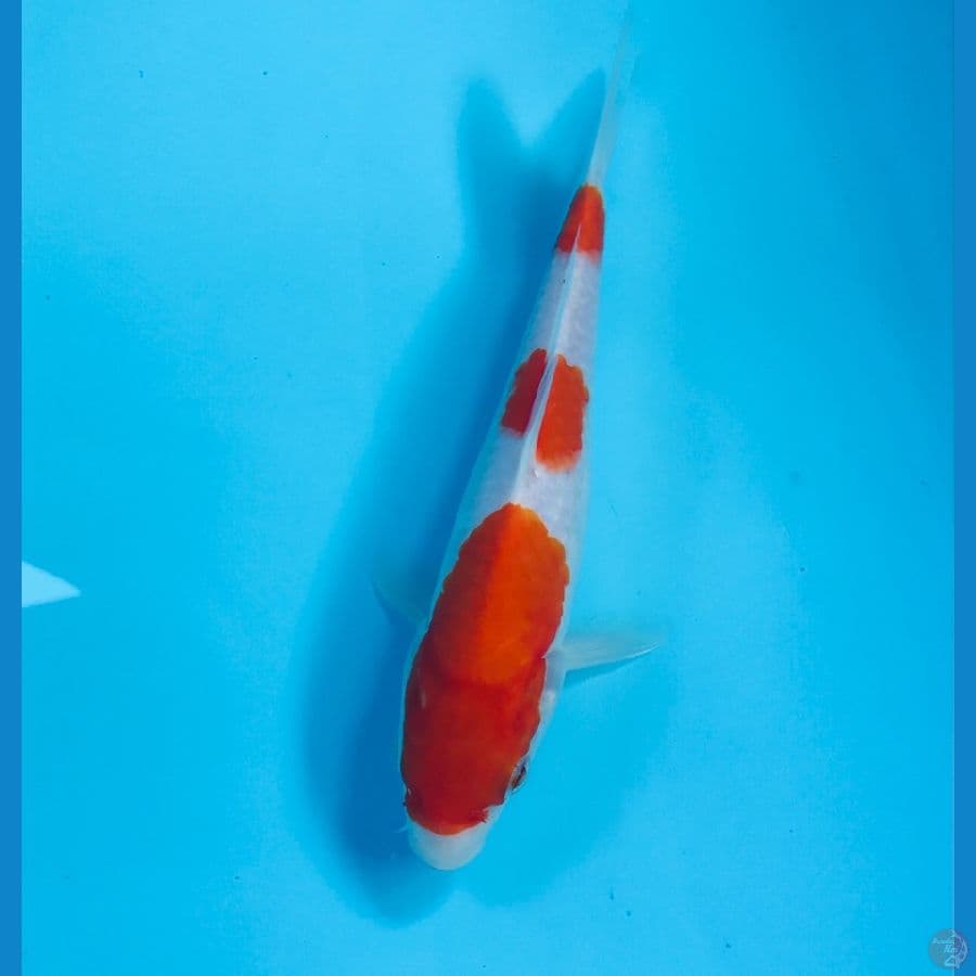 sandan kohaku, 18 cm