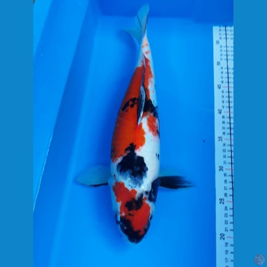 showa F 41
