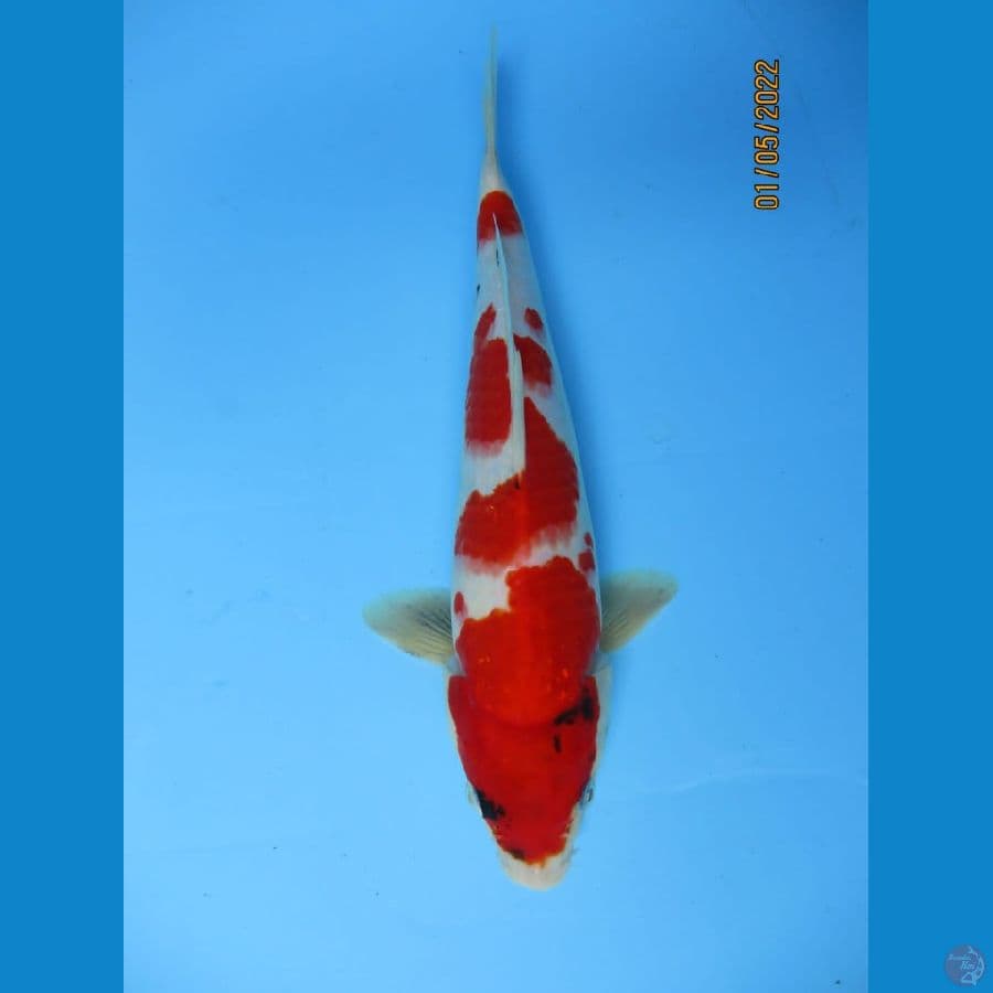 MKC KOI GRUB