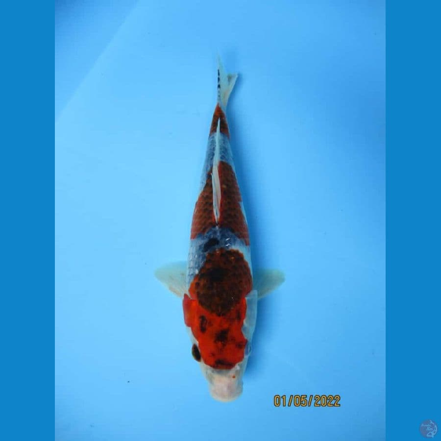 MKC KOI GRUB