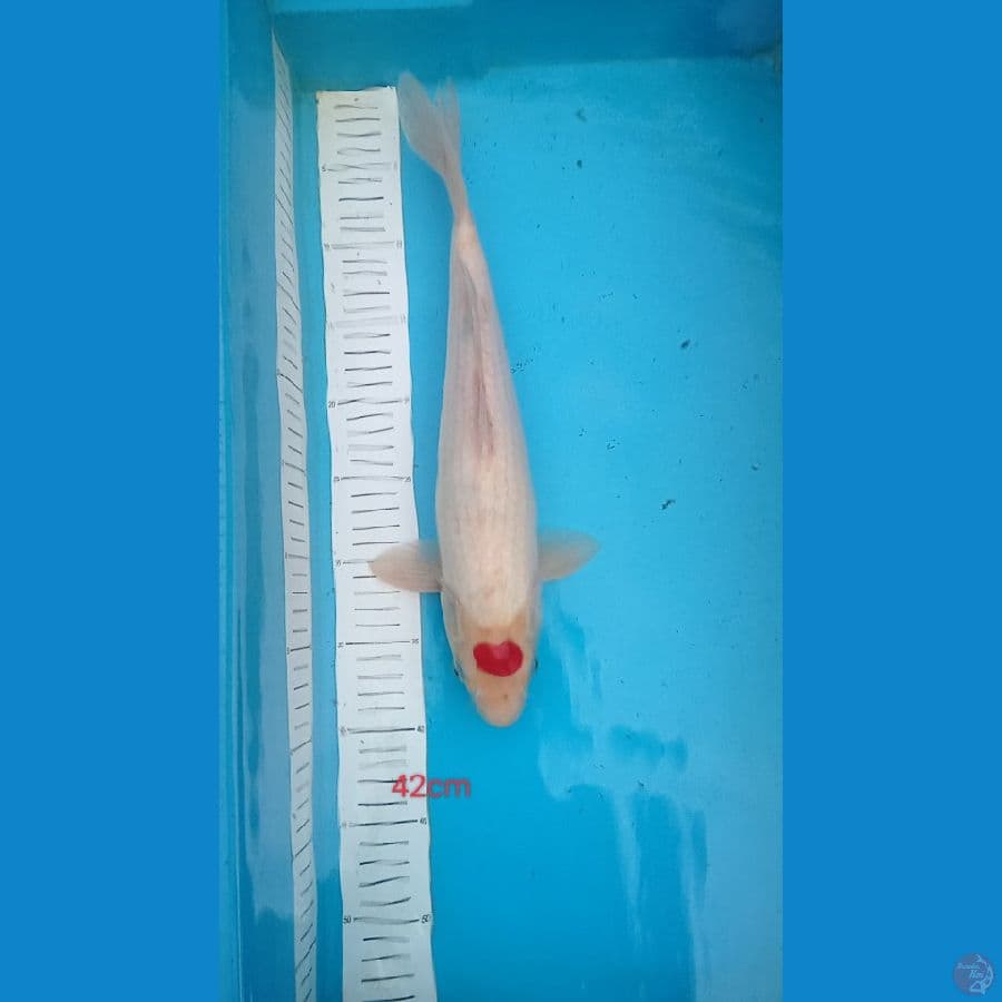 tanco kohaku 42 cm