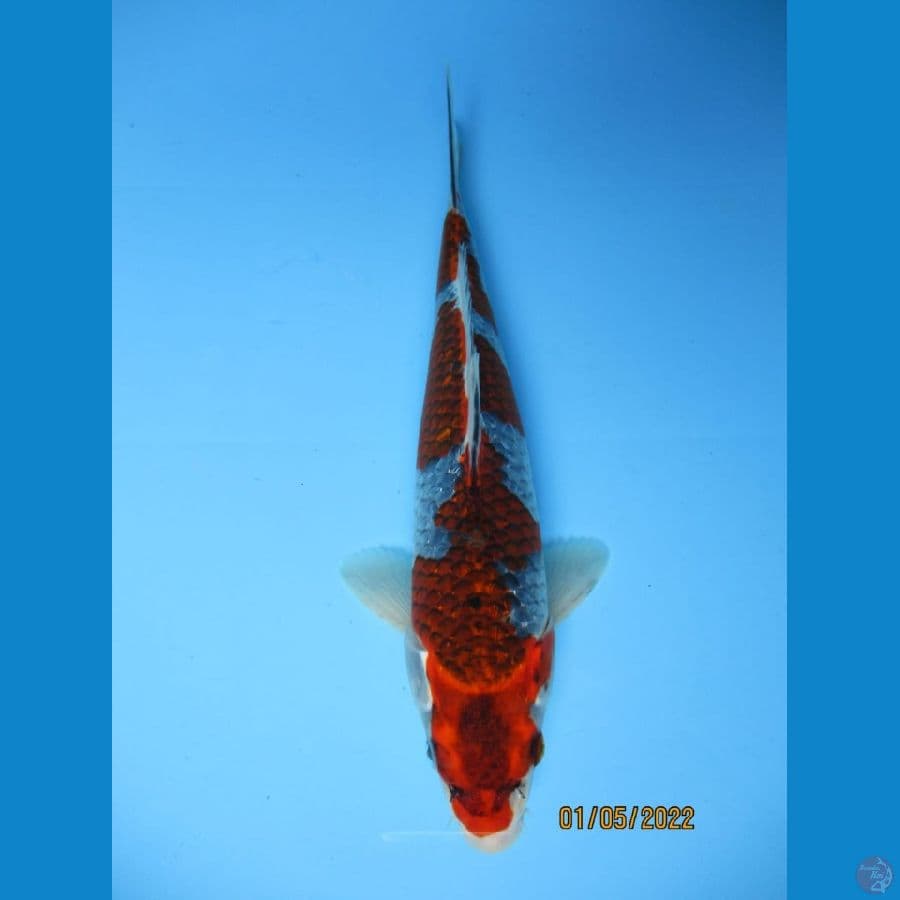 MKC KOI GRUB