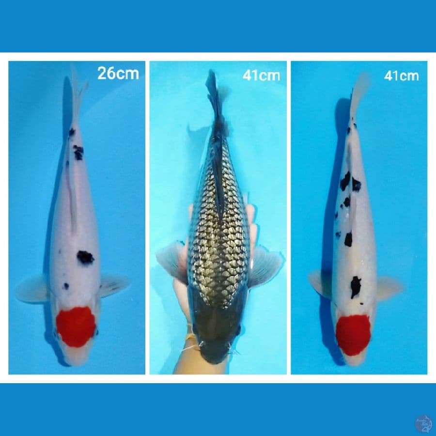 sz 26,41,41cm