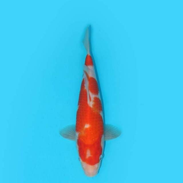 YG_KOHAKU_24 CM