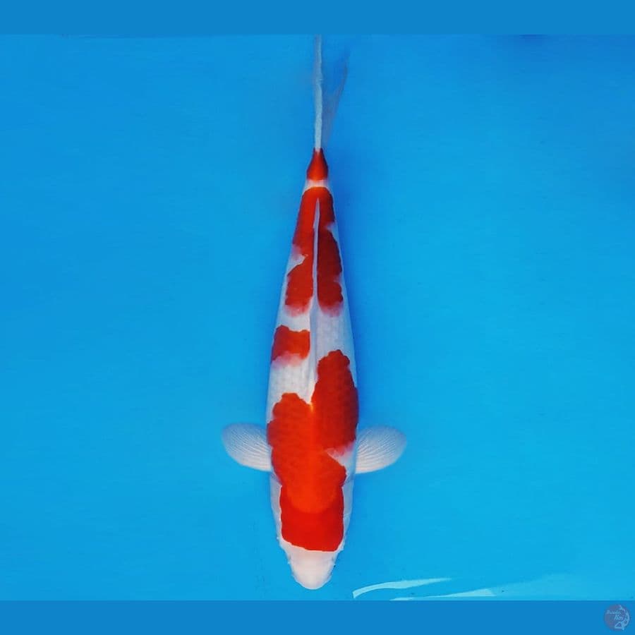 SUKIYAKI 6 - KOHAKU 34 cm/male ®