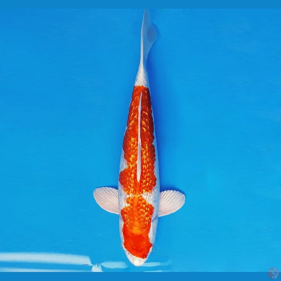 SUKIYAKI 10 - KOHAKU HIKARI GIN RIN 31 cm/fm ®