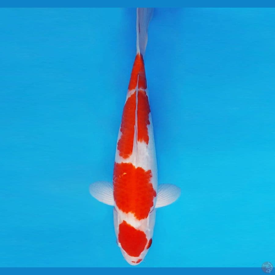 SUKIYAKI 12 - KOHAKU 34 cm/male ®