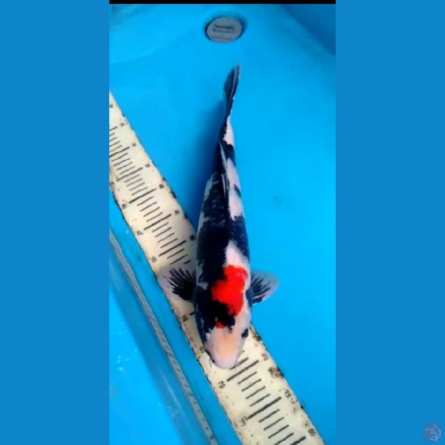 Showa 46cm