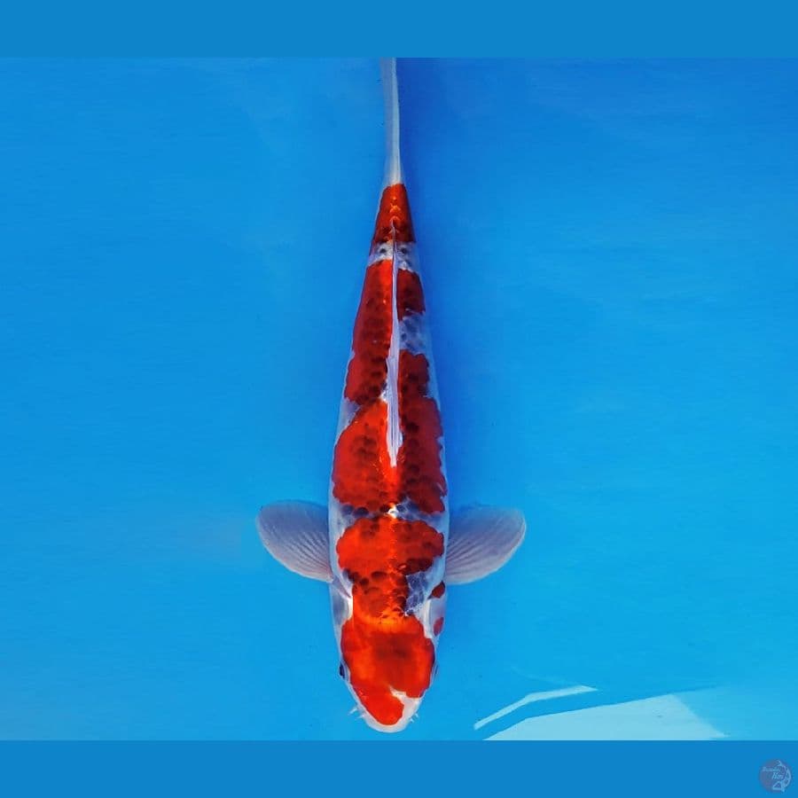SUKIYAKI 14 - GOSHIKI 33 cm/male ®
