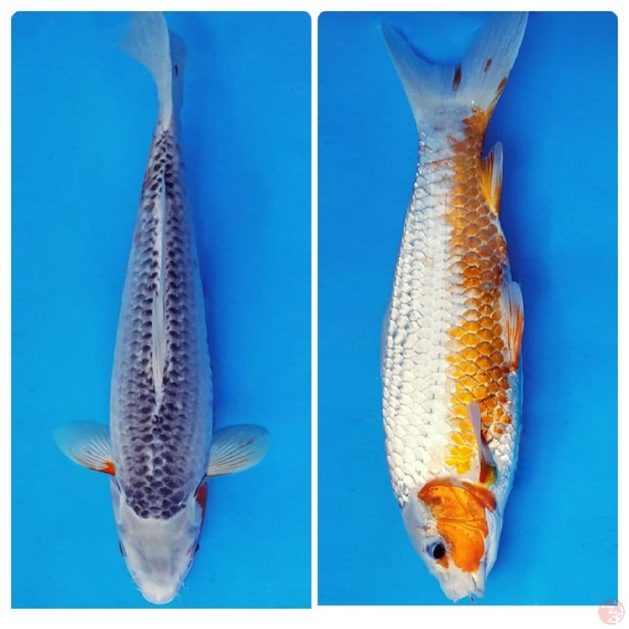 SUKIYAKI 16 - ASAGI 34 cm/fm ®