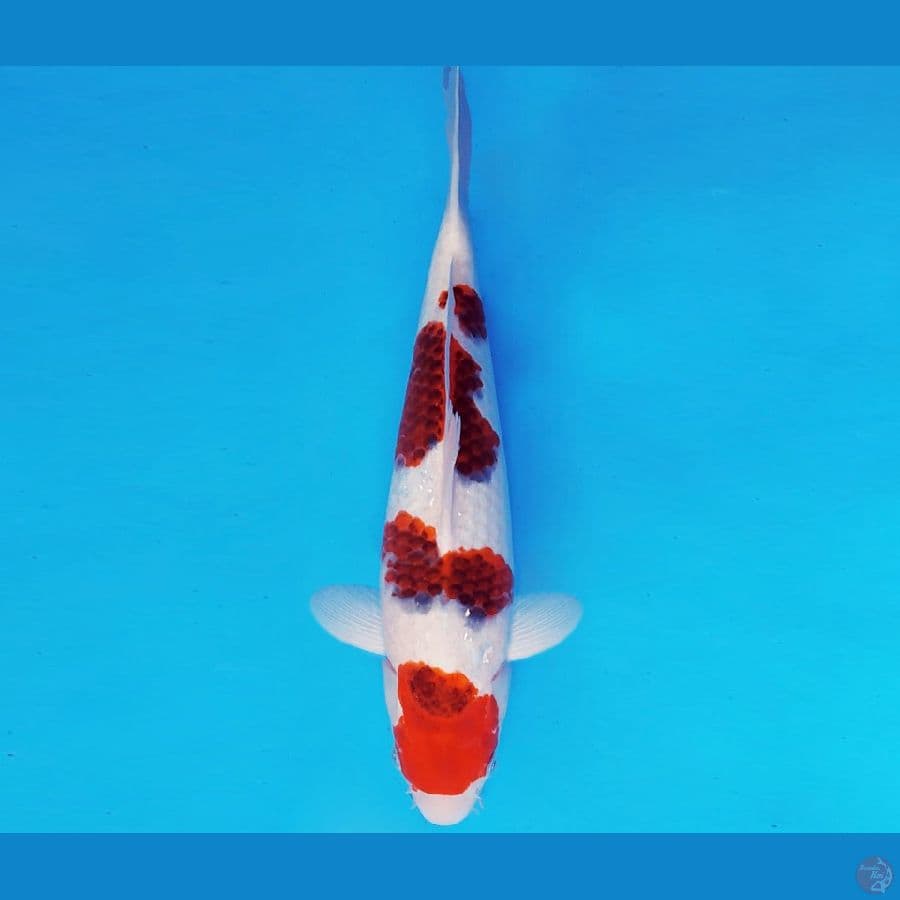 SUKIYAKI 18 - AI GOROMO 38 cm/male ®