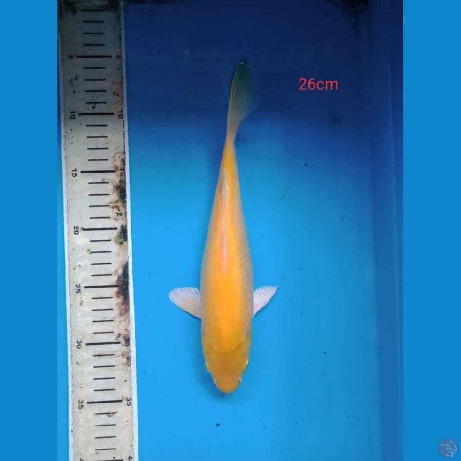 karasi lemon 26 cm