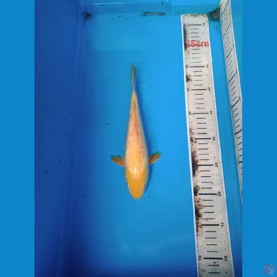 karasi gindrin 25 cm
