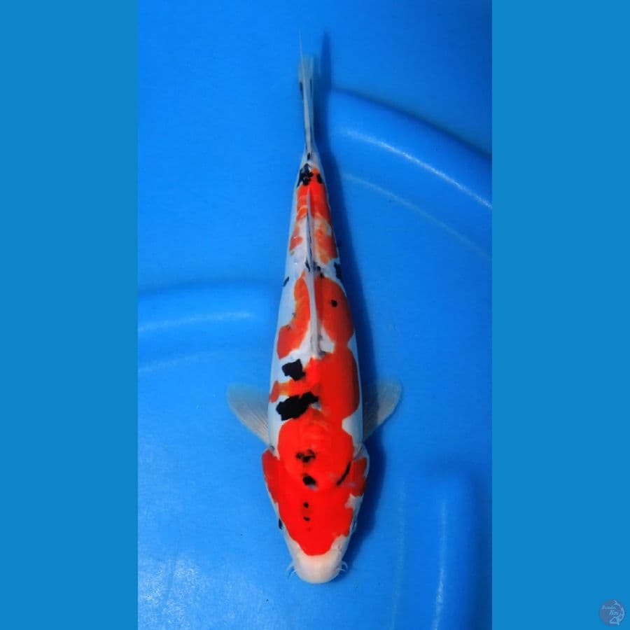doitsu showa tategoi 25cm
