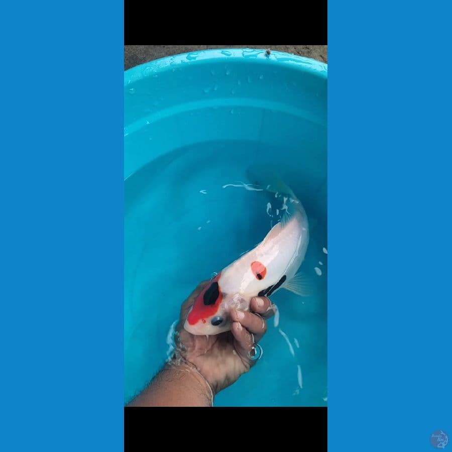 DOITSU SHOWA 30cm