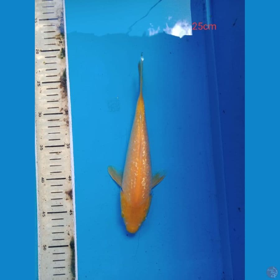 karasi gindrin 25 cm