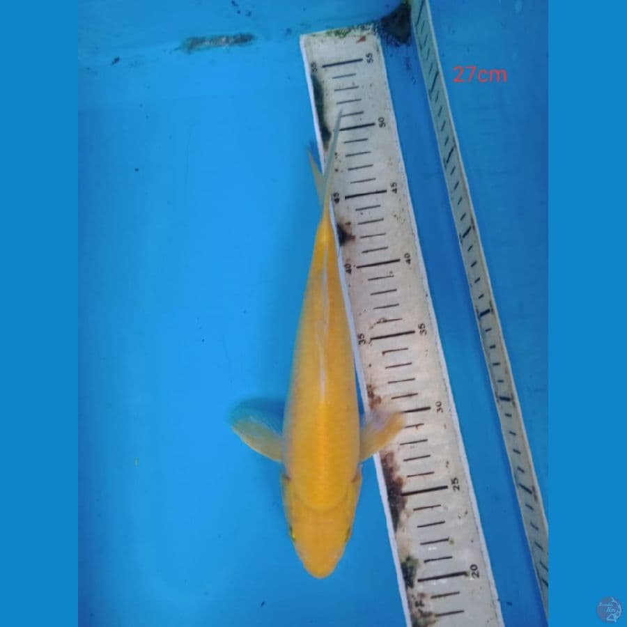 karasi lemon 27 cm