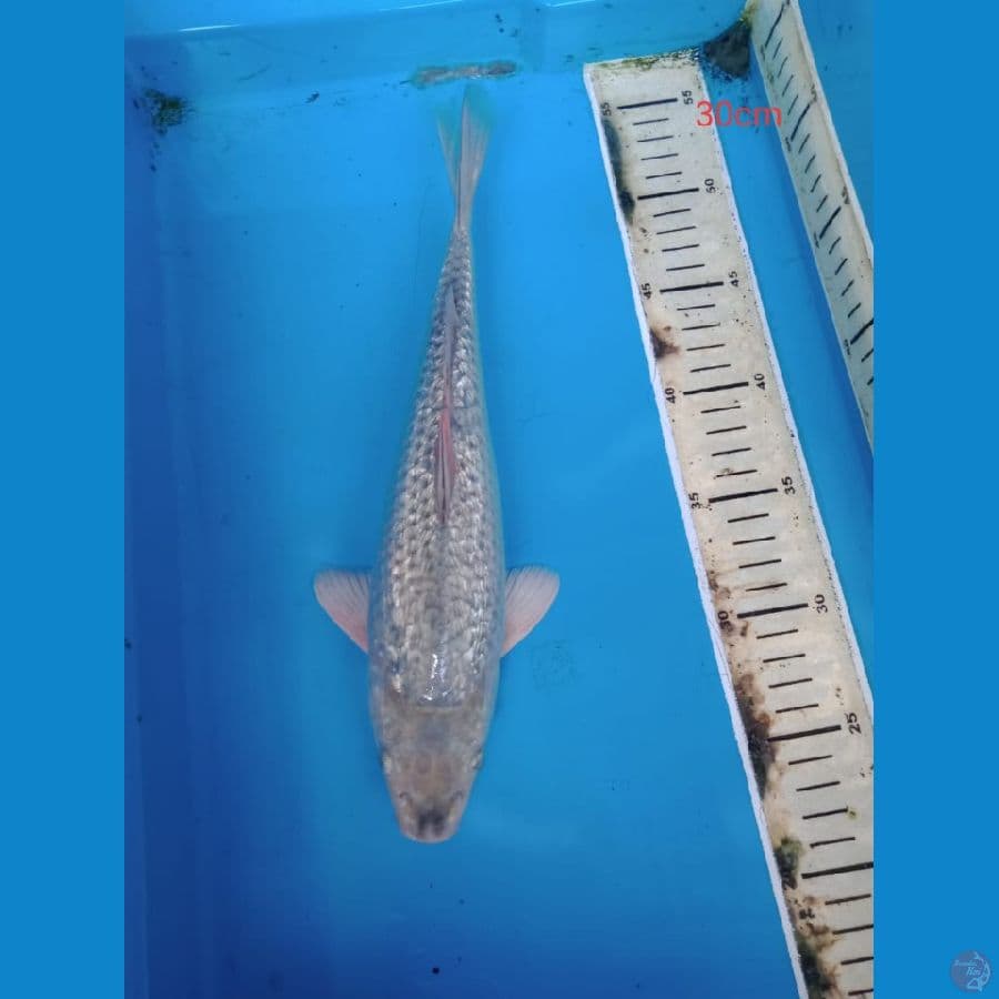 soragoi gindrin male 30 cm