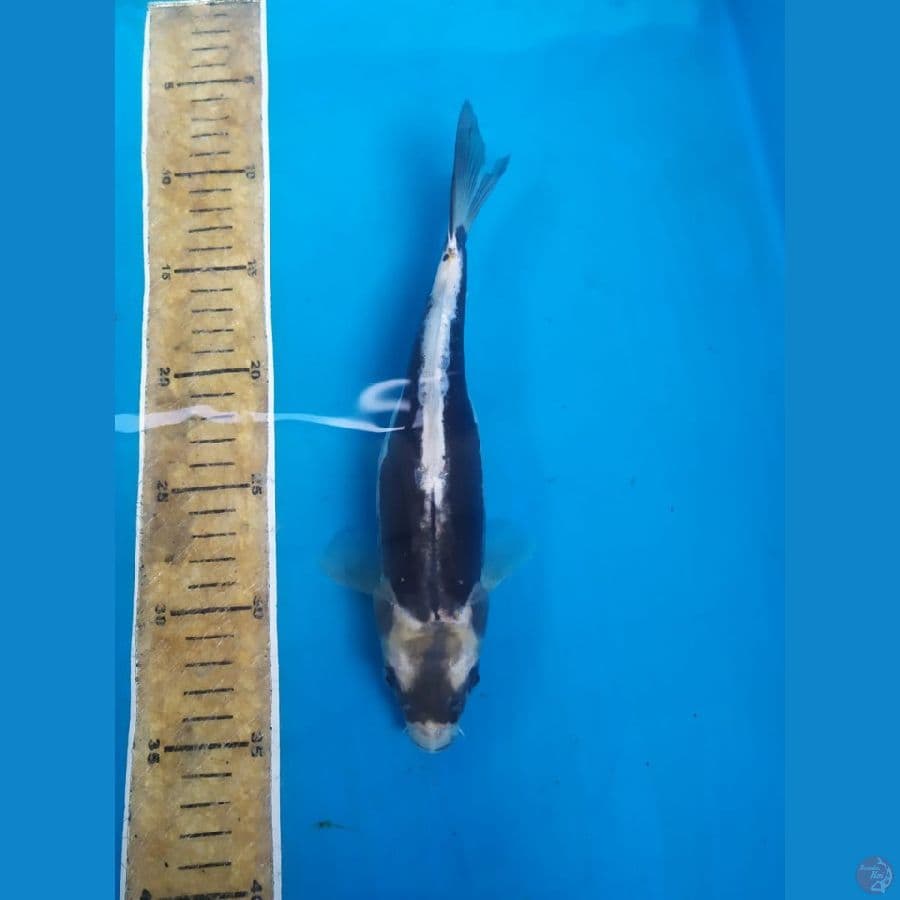 Kabuto doitsu 25 cm