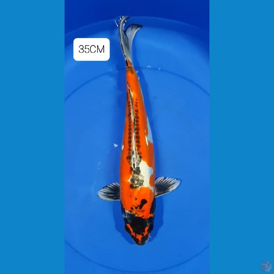 Kikoryu 35CM