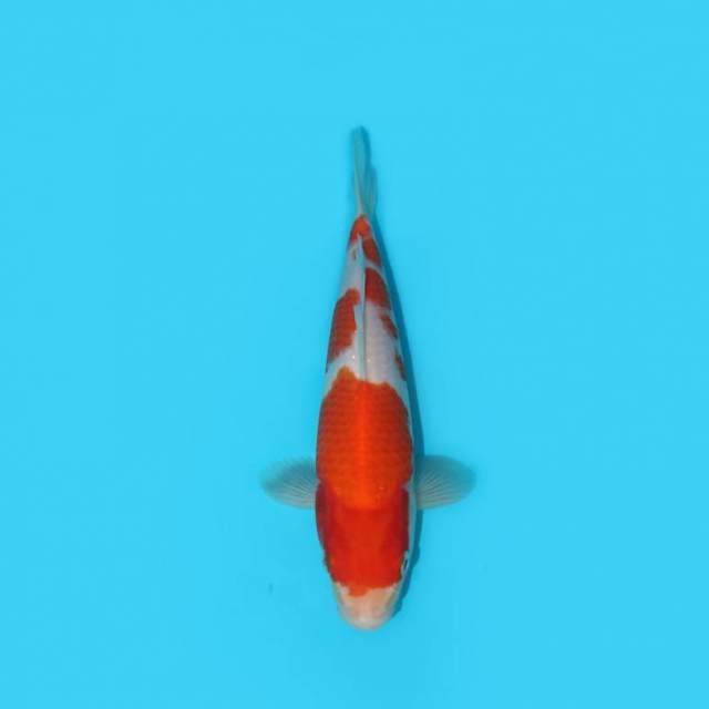 KOHAKU 22 CM