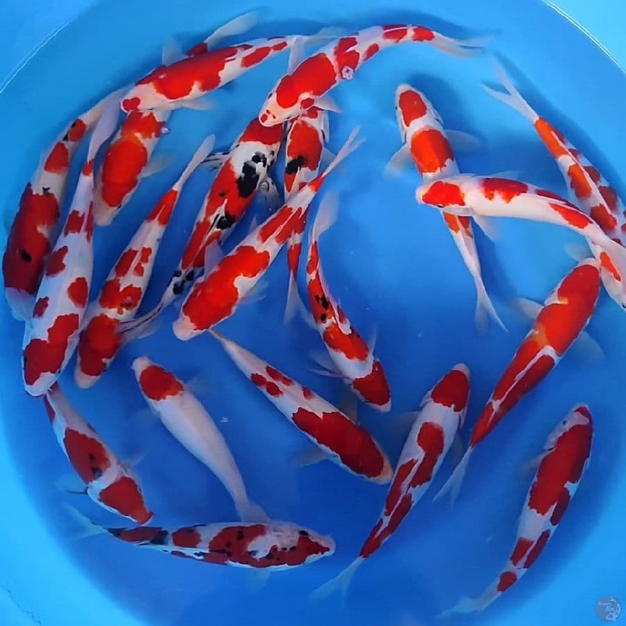 kohaku sanke 22-27cm 20ekor