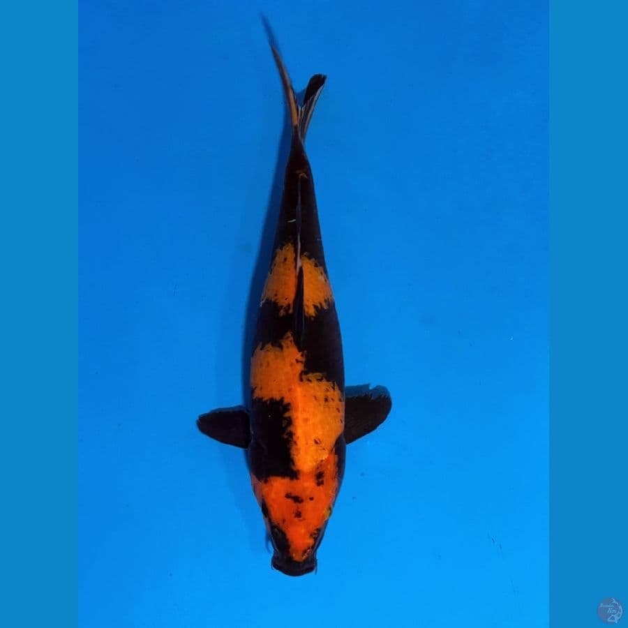 shinoda hiutsuri 33cm