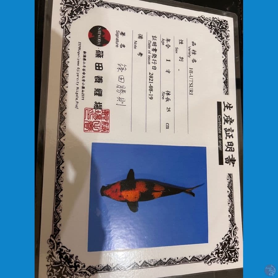 shinoda hiutsuri 33cm