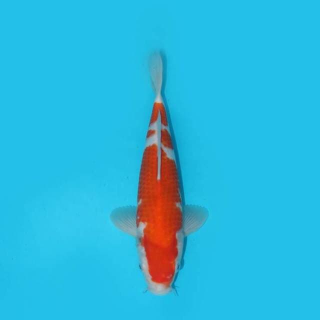 KOHAKU F1 SAKAI 29 cm