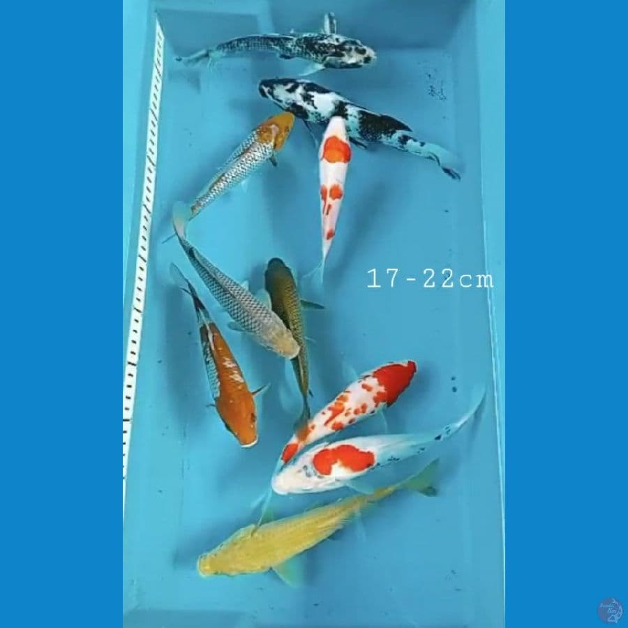 paket mix 17-22cm 10ekr