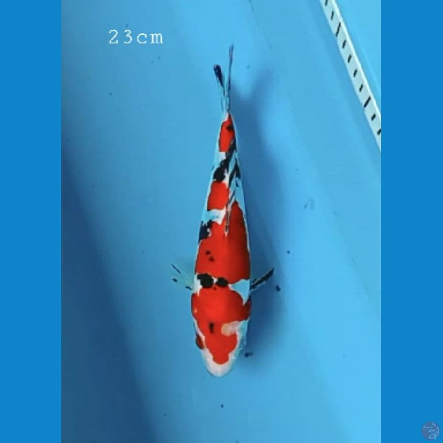 Doitsu Sanke 23cm