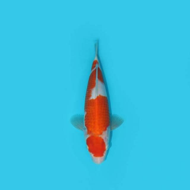 MARUTEN KOHAKU 25 CM
