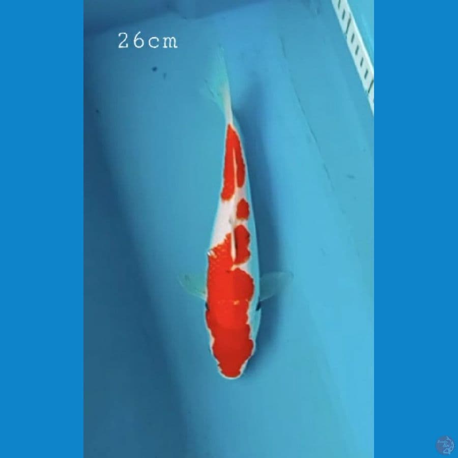 kohaku 26cm
