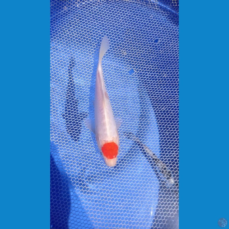 02 ~ TANCO KOHAKU DOITSU 18cm