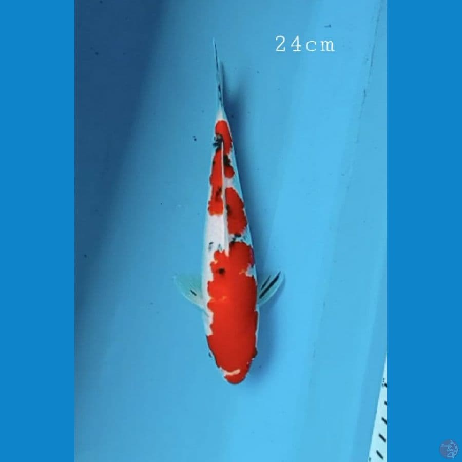 Sanke 24cm