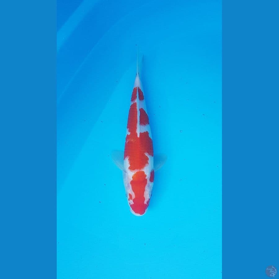 kohaku 26cm