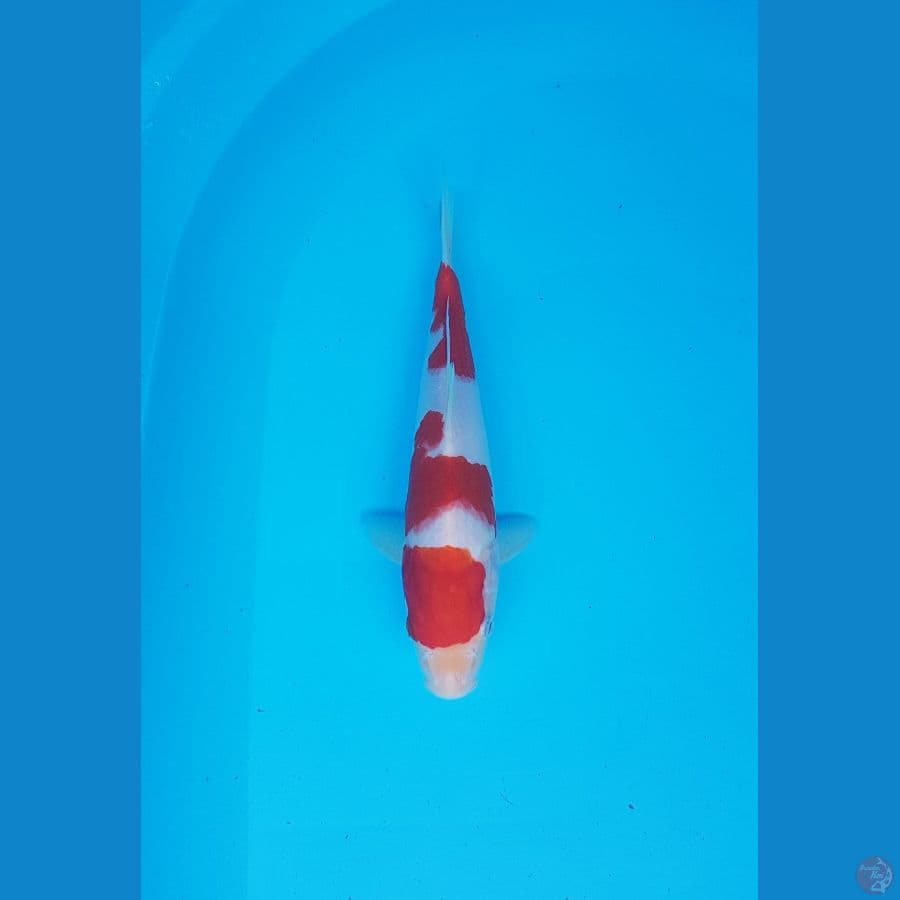 kohaku 25cm